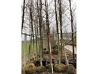 Amberboom - sierboom - afbeelding 2 van  3