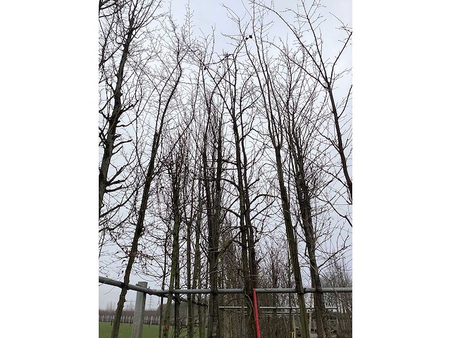 Amberboom - sierboom - afbeelding 3 van  3