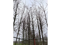 Amberboom - sierboom - afbeelding 3 van  3