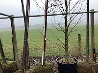 Amberboom - sierboom - afbeelding 1 van  3