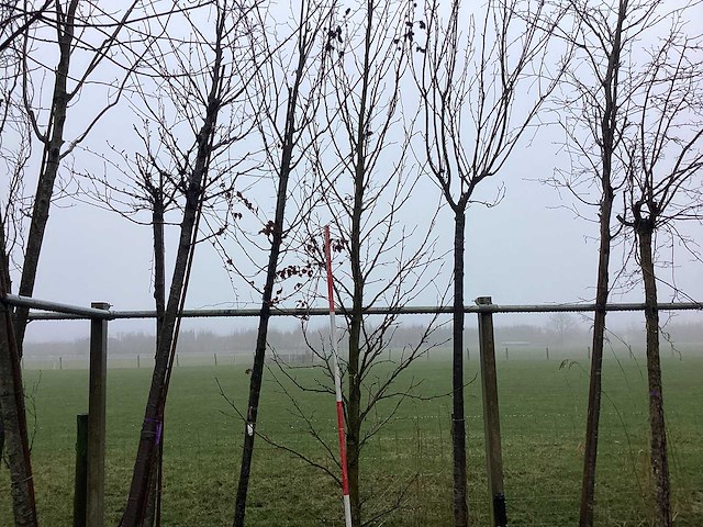 Amberboom - sierboom - afbeelding 2 van  3