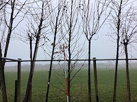 Amberboom - sierboom - afbeelding 2 van  3