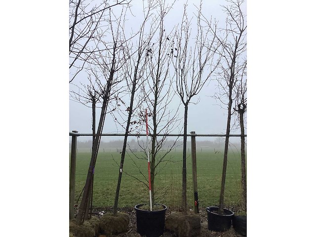 Amberboom - sierboom - afbeelding 3 van  3