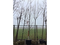 Amberboom - sierboom - afbeelding 3 van  3