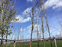 Amberboom - sierboom - afbeelding 1 van  2