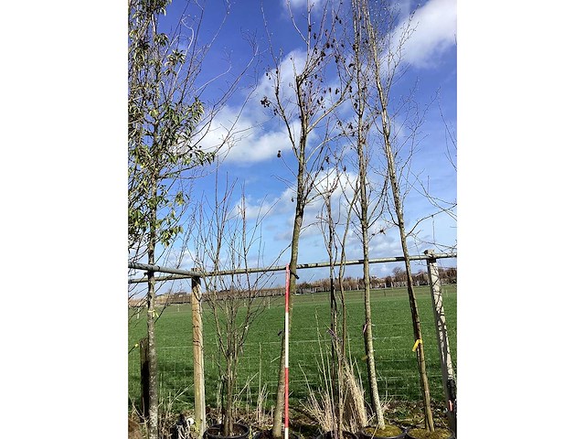 Amberboom - sierboom - afbeelding 2 van  2