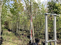Amberboom - sierboom - afbeelding 1 van  3