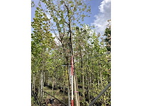 Amberboom - sierboom - afbeelding 3 van  3