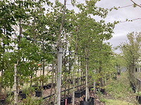Amberboom - sierboom - afbeelding 1 van  2