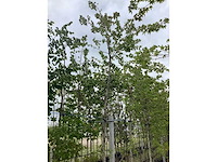 Amberboom - sierboom - afbeelding 2 van  2