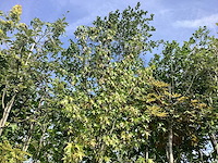 Amberboom - sierboom - afbeelding 2 van  2