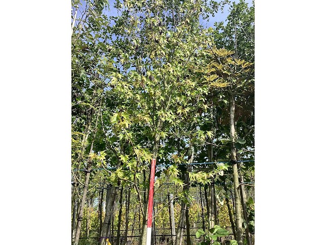 Amberboom - sierboom - afbeelding 1 van  2