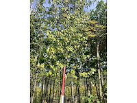 Amberboom - sierboom - afbeelding 2 van  3