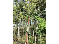 Amberboom - sierboom - afbeelding 1 van  3