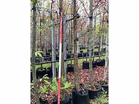 Amberboom - sierboom - afbeelding 3 van  3