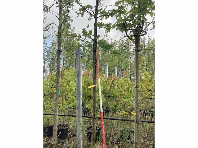 Amberboom - sierboom - afbeelding 1 van  2