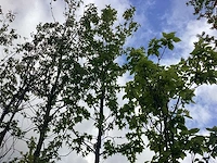 Amberboom - sierboom