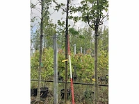 Amberboom - sierboom - afbeelding 2 van  2