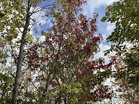 Amberboom - sierboom