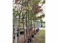 Amberboom - sierboom - afbeelding 2 van  2