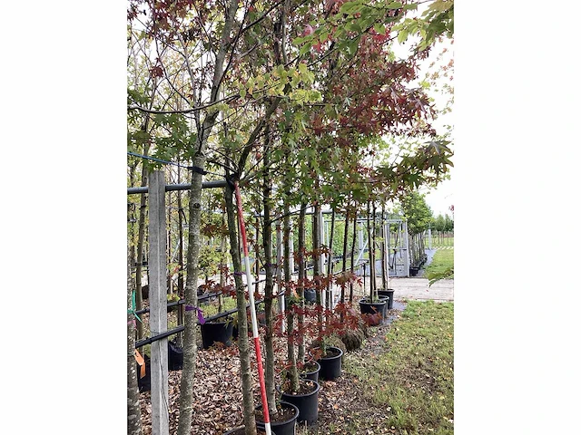 Amberboom - sierboom - afbeelding 2 van  2