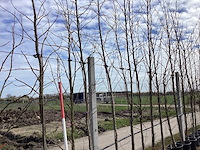 Amberboom - vormbomen (3x) - afbeelding 1 van  2