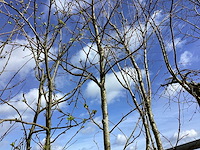 Amberboom - vormbomen - afbeelding 1 van  2