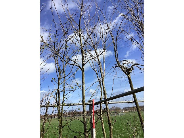 Amberboom - vormbomen - afbeelding 2 van  2