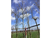 Amberboom - vormbomen - afbeelding 2 van  2