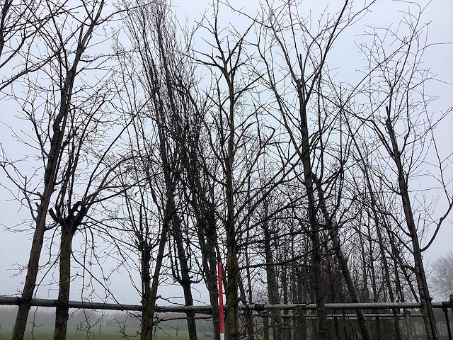 Amberboom - vormboom (2x) - afbeelding 1 van  3