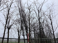 Amberboom - vormboom (2x) - afbeelding 1 van  3