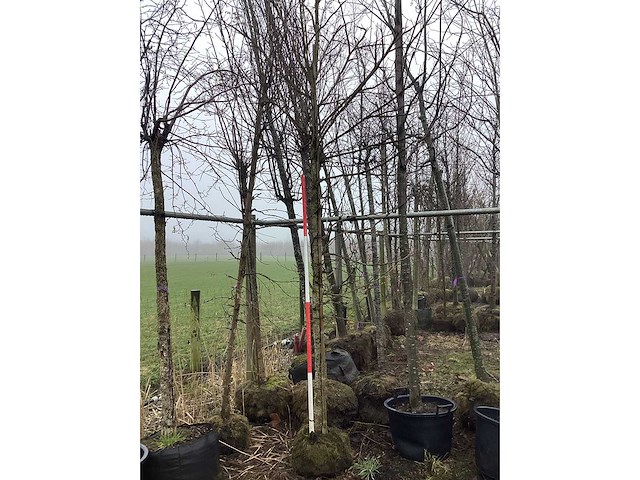 Amberboom - vormboom (2x) - afbeelding 2 van  3