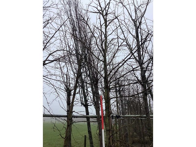 Amberboom - vormboom (2x) - afbeelding 3 van  3