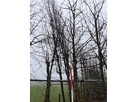 Amberboom - vormboom (2x) - afbeelding 3 van  3