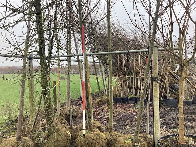 Amberboom - vormboom (2x) - afbeelding 1 van  3