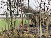 Amberboom - vormboom (2x) - afbeelding 1 van  3