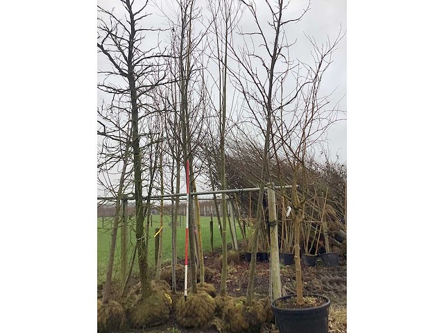 Amberboom - vormboom (2x) - afbeelding 2 van  3