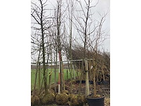 Amberboom - vormboom (2x) - afbeelding 2 van  3