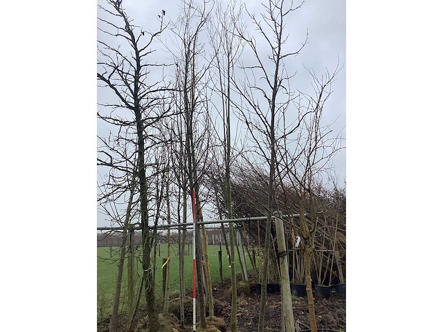 Amberboom - vormboom (2x) - afbeelding 3 van  3