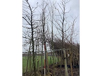 Amberboom - vormboom (2x) - afbeelding 3 van  3