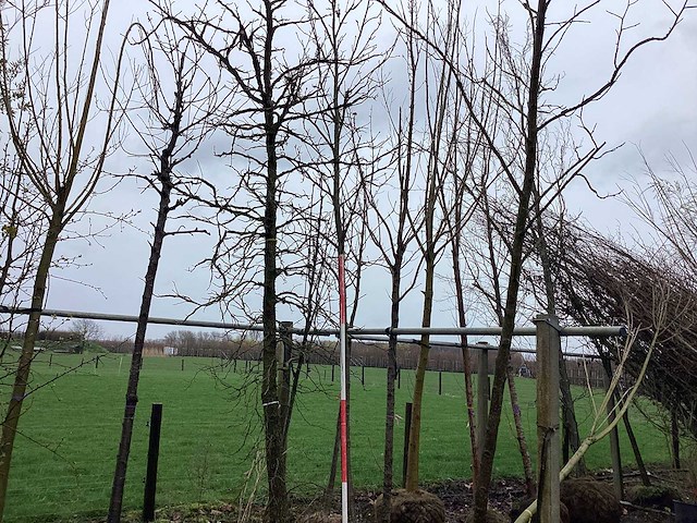 Amberboom - vormboom (2x) - afbeelding 1 van  2