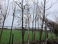 Amberboom - vormboom (2x) - afbeelding 1 van  2