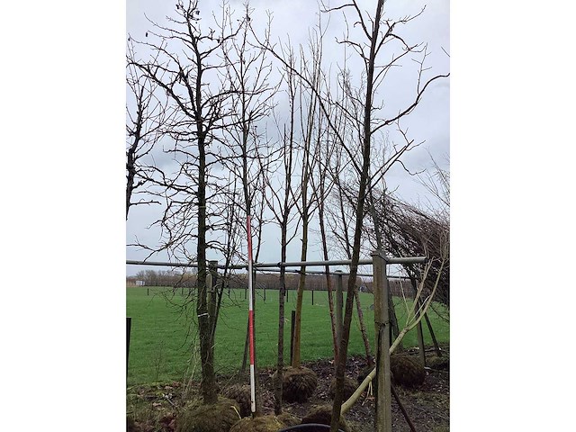 Amberboom - vormboom (2x) - afbeelding 2 van  2