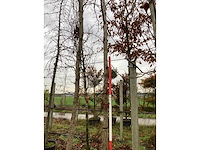 Amberboom - vormboom (3x) - afbeelding 4 van  4