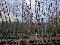 Amberboom - vormboom (3x) - afbeelding 1 van  4