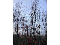 Amberboom - vormboom (3x) - afbeelding 3 van  4