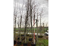 Amberboom - vormboom (3x) - afbeelding 2 van  3