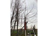 Amberboom - vormboom (3x) - afbeelding 3 van  3