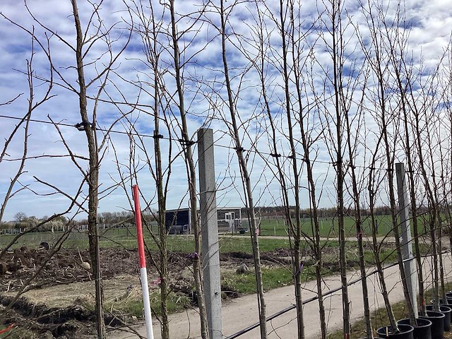 Amberboom - vormboom (3x) - afbeelding 1 van  2