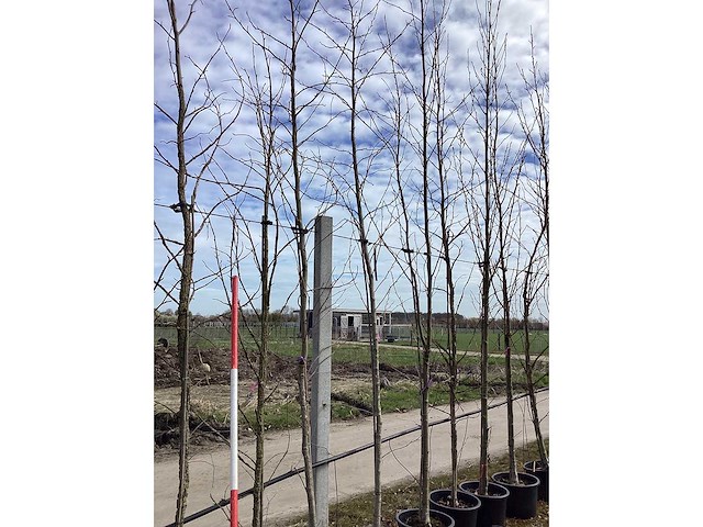 Amberboom - vormboom (3x) - afbeelding 2 van  2